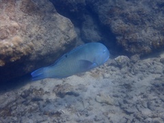 Choerodon schoenleinii