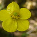 Ranunculus henriquesii - Photo (c) Carminda Santos, μερικά δικαιώματα διατηρούνται (CC BY), uploaded by Carminda Santos