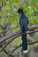 Clamator levaillantii