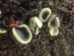 Chlorosplenium chlora