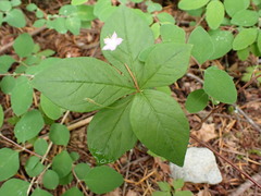 Lysimachia latifolia