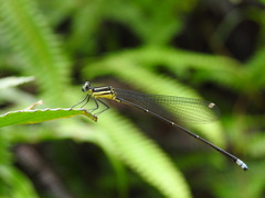 Caconeura ramburi