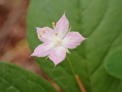 Lysimachia latifolia