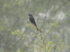 Dicrurus macrocercus