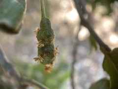 Callirhytis congregata