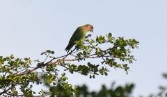 Poicephalus cryptoxanthus