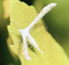 Pterophorus