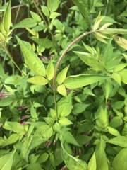 Jasminum officinale