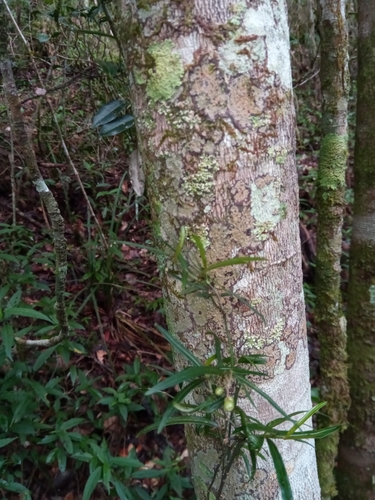 Psychotria taxifolia image