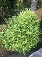 Jasminum officinale