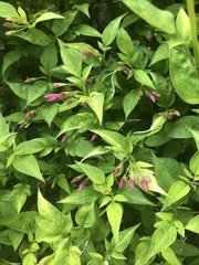 Jasminum officinale