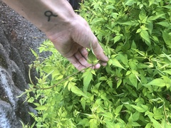 Jasminum officinale