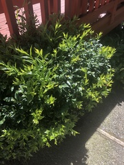 Sarcococca ruscifolia