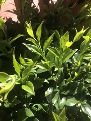 Sarcococca ruscifolia