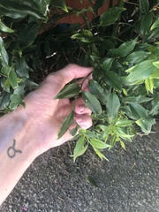 Sarcococca ruscifolia