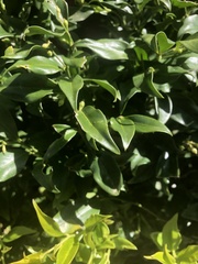 Sarcococca ruscifolia