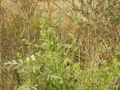 Solanum sisymbriifolium