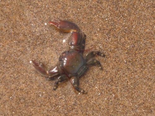 photo of Flat Porcelain Crab (Petrolisthes cinctipes)