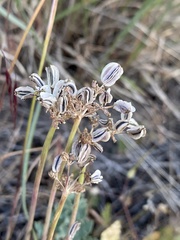 Cymopterus longipes
