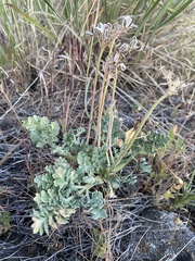 Cymopterus longipes