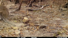 Nesoptilotis flavicollis