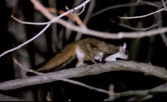 Kashmir Flying Squirrel photo 1