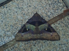 Avatha bubo