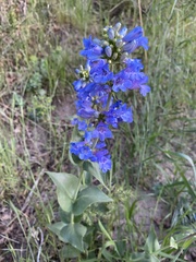 Penstemon cyananthus cyananthus
