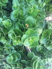 Carissa macrocarpa