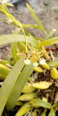 Prosthechea squalida