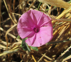 Ipomoea magnusiana