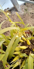 Prosthechea squalida
