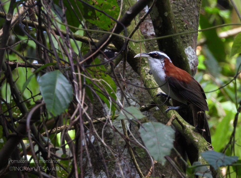 Sunda Scimitar-Babbler