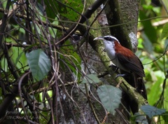 Sunda Scimitar-Babbler photo 1