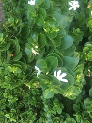 Carissa macrocarpa