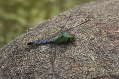 Erythemis simplicicollis