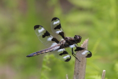 Libellula pulchella