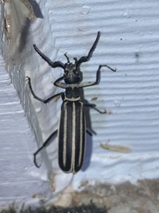 Epicauta atrivittata