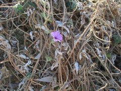 Ipomoea magnusiana