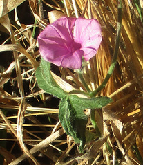Ipomoea magnusiana