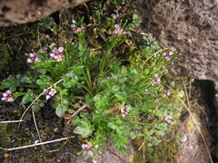 Cardamine subcarnosa