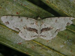 Ophthalmitis
