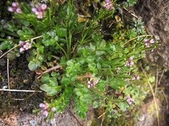 Cardamine subcarnosa