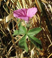 Ipomoea magnusiana