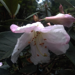 Rhododendron maddenii