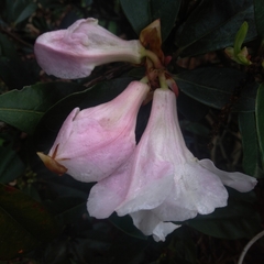 Rhododendron maddenii