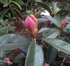 Rhododendron maddenii