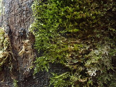 Orthorrhynchium elegans