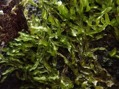 Orthorrhynchium elegans