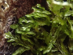 Orthorrhynchium elegans